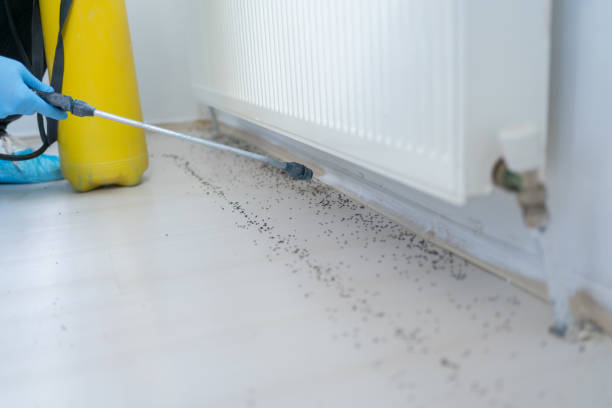 Best Local Pest Control Services  in Woodbury, MN