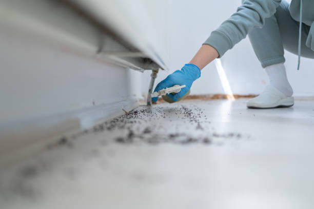 Best Local Pest Control Services  in Woodbury, MN